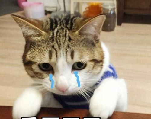 《抖音》委屈巴巴小猫咪表情包大全分享