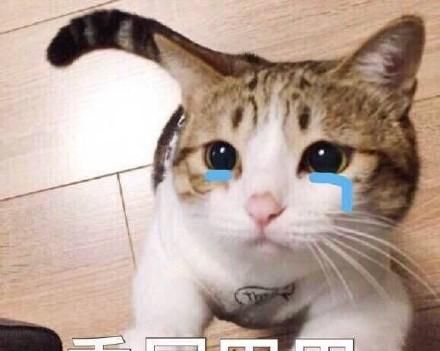 《抖音》委屈巴巴小猫咪表情包大全分享