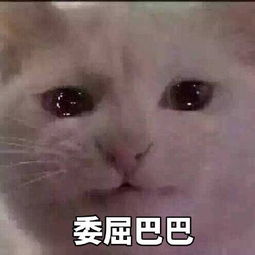 《抖音》委屈巴巴小猫咪表情包大全分享