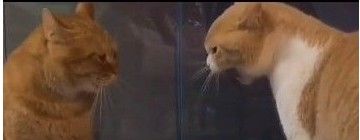 《抖音》委屈巴巴小猫咪表情包大全分享