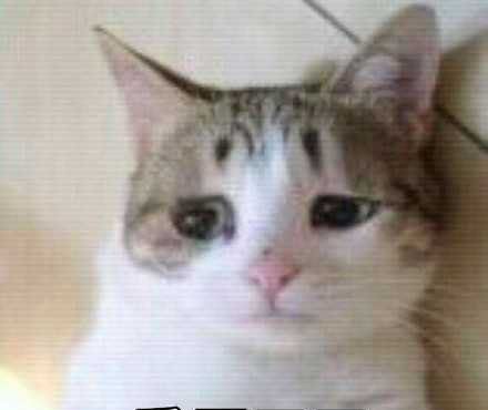 《抖音》委屈巴巴小猫咪表情包大全分享