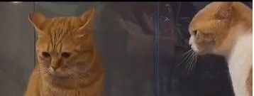 《抖音》委屈巴巴小猫咪表情包大全分享