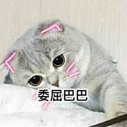 《抖音》委屈巴巴小猫咪表情包大全分享
