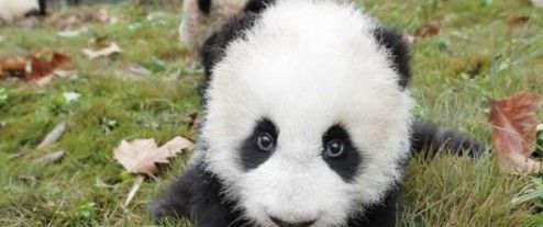 2021《微博》1月8日森林驿站每日一题答案